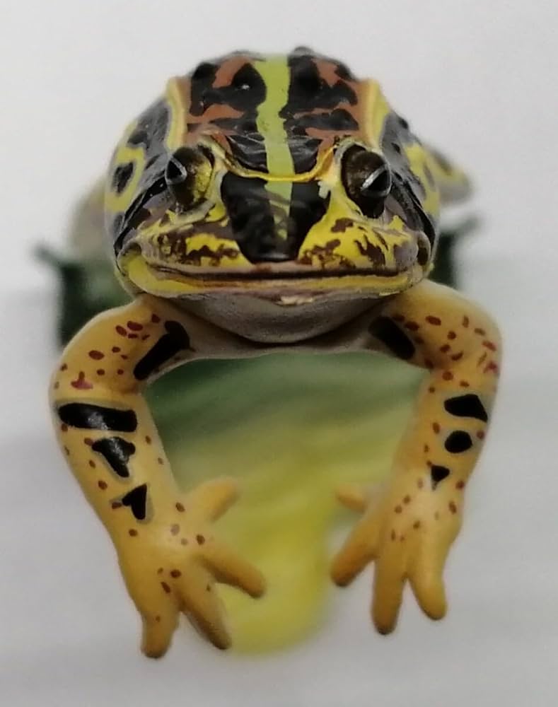 とのさまがえる トノサマガエル - Wikipedia
